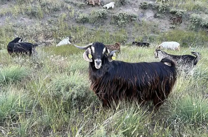 Edirne’de brusella alarmı: Keçiler karantinaya alındı
