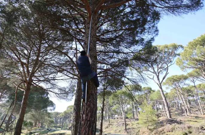 Ekmek parası için komando gibi ağaçlara tırmanıyorlar
