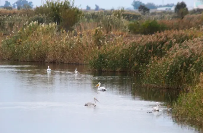 EKODOSD Başkanı Sürücü: "Söke Ovası antik dönemdeki deniz görünümüne döndü"
