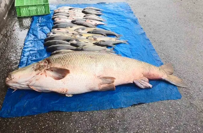 Elazığ’da 52 kilogram ağırlığında turna yakalandı
