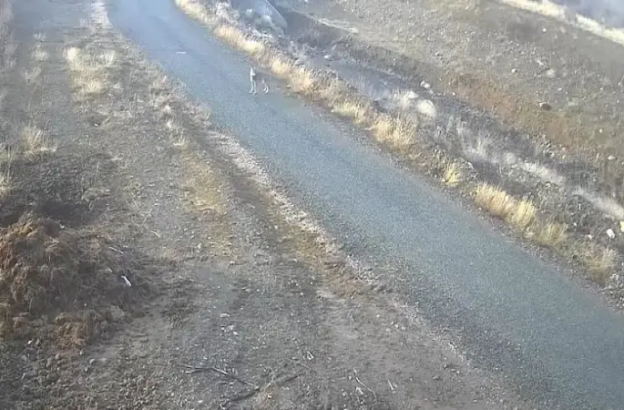 Elazığ’da mezraya inen kurt görüntülendi

