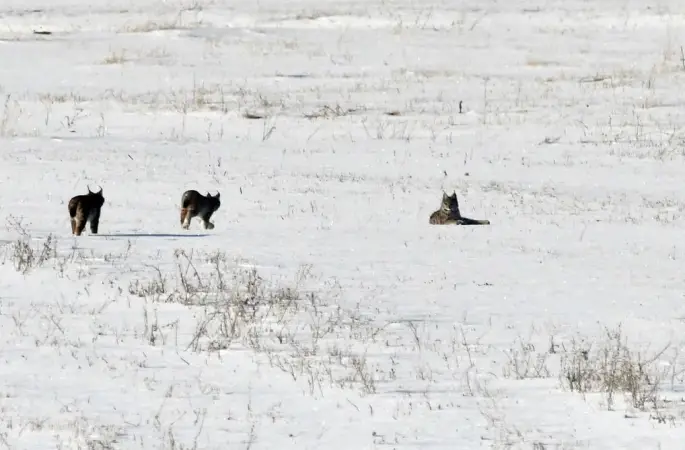 Elazığ’da vaşak ailesi görüntülendi
