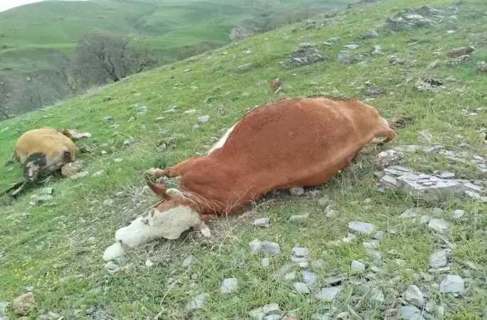 Elazığ’da yıldırımın çarptığı inekler telef oldu
