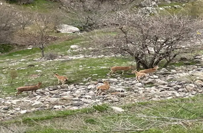 Elazığ’ın tarihi mahallesi Harput’ta dağ keçileri görüntülendi
