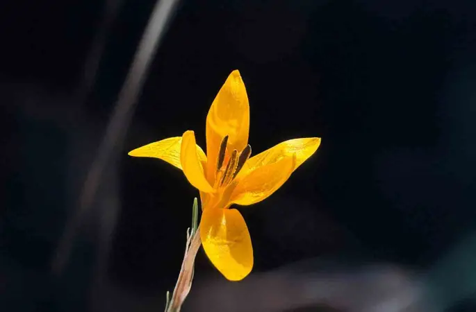 Endemik çiçekler Çameli’nde baharı müjdeliyor
