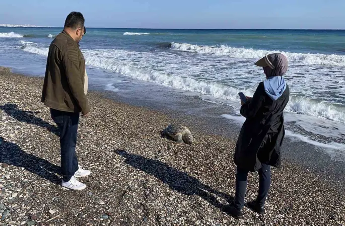 Erdemli sahilinde üzücü manzara: 2 günde 2 caretta caretta telef oldu
