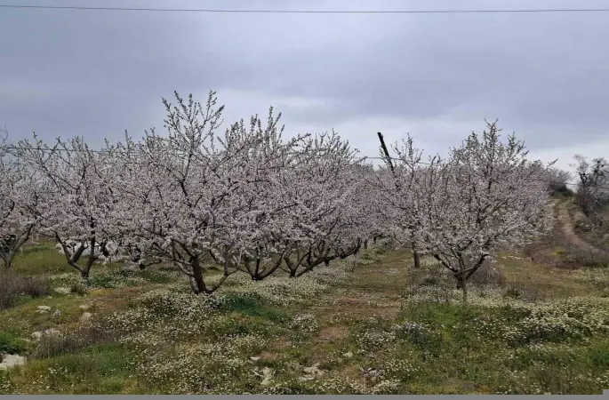 Erken çiçek açan ağaçlar don tehlikesiyle karşı karşıya
