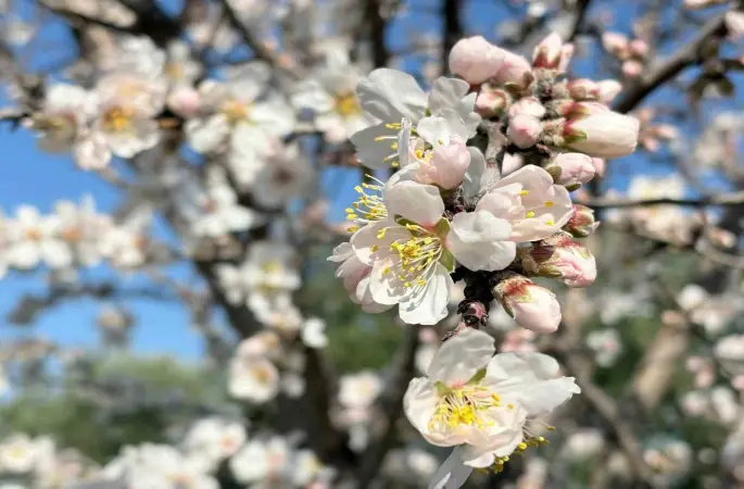 Erken çiçek açan badem ağaçları üreticiyi tedirgin etti

