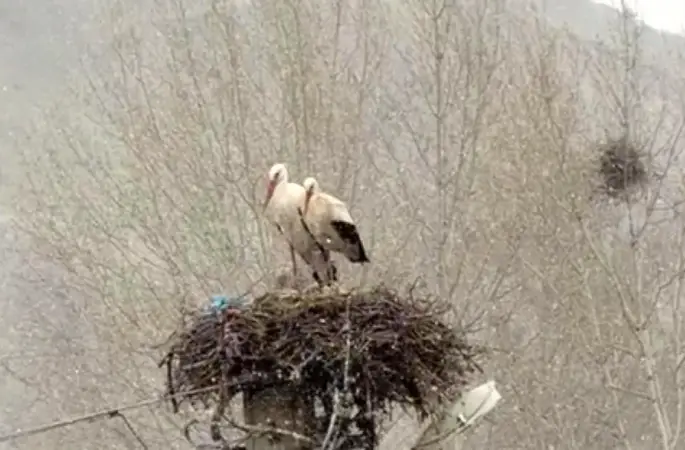 Erken göçen leyleklere kar sürprizi
