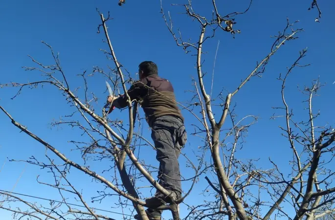 Erzincan çiftçisine ‘budama’ uyarısı
