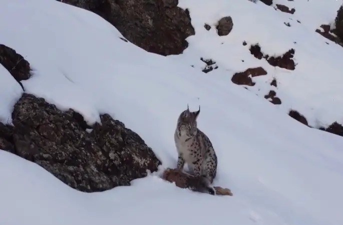 Erzincan’da "Doğadaki Kız" nesli tükenme tehlikesi altındaki vaşağı görüntüledi
