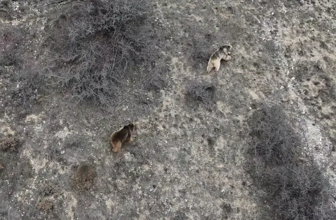 Erzincan’da kış uykusundan uyanan ayılar havadan görüntülendi
