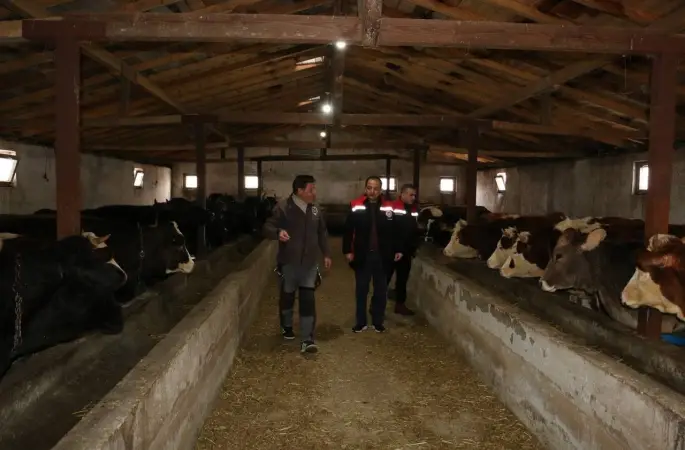 Erzincan’da manda yetiştiriciliği için araştırmalar sürüyor
