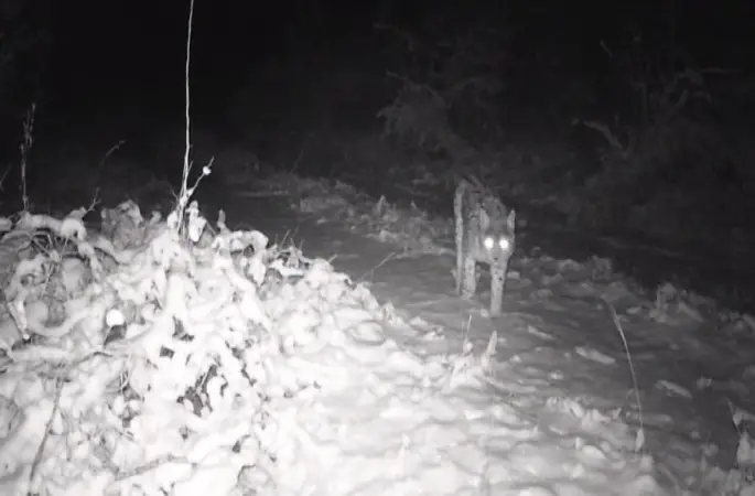 Erzincan’da yaban hayatı fotokapanla görüntüleniyor
