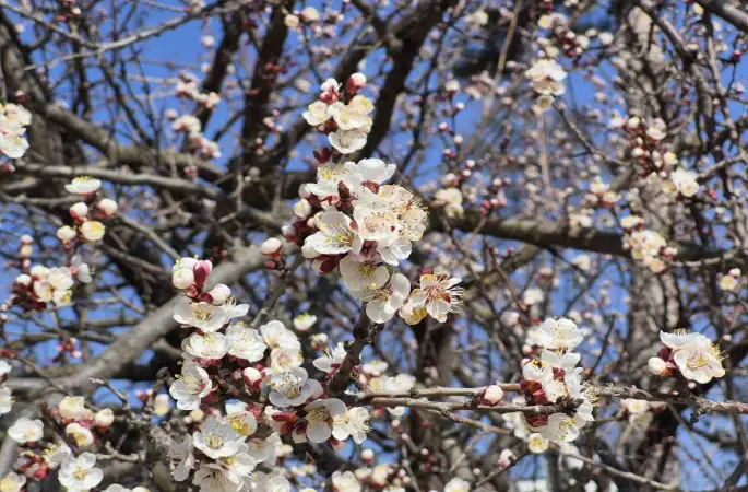 Eskişehir’de baharı müjdeleyen manzara

