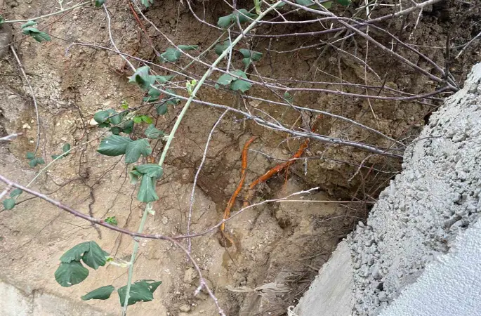 Fidan dikimi sırasında insan kafatası ve kemik parçaları bulundu
