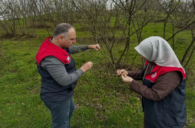 Fındık üreticilerine "kozalak akarı" ve "külleme" uyarısı
