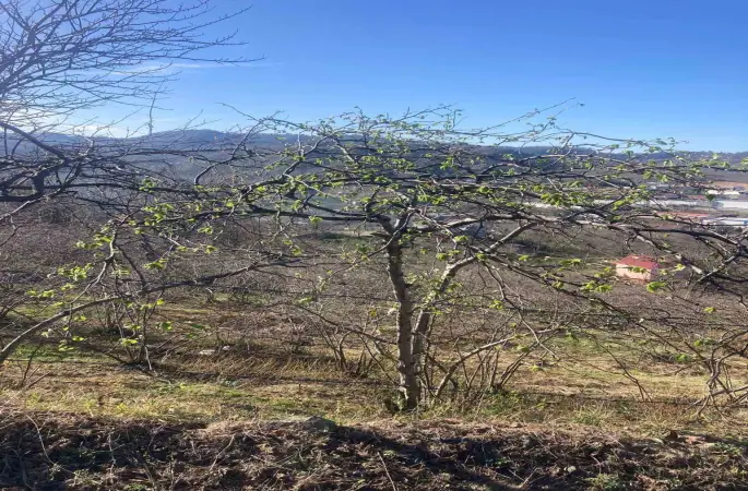 Fındık üreticilerine sigorta uyarısı
