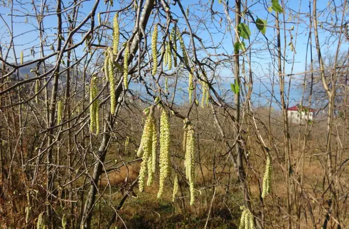 Fındıkta doğru bilinen yanlışlara karşı uyardı
