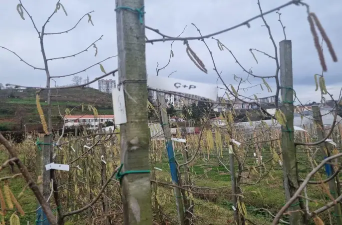 Fındıkta kozalak akarı verim kaybına yol açıyor
