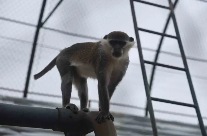 Firari maymun ikinci kez yakalanarak koruma altına alındı
