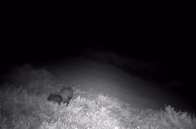 Ganos Dağları’nda fotokapana sansar takıldı
