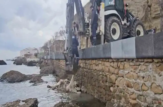 Gelibolu’da ölü inek sahile vurdu
