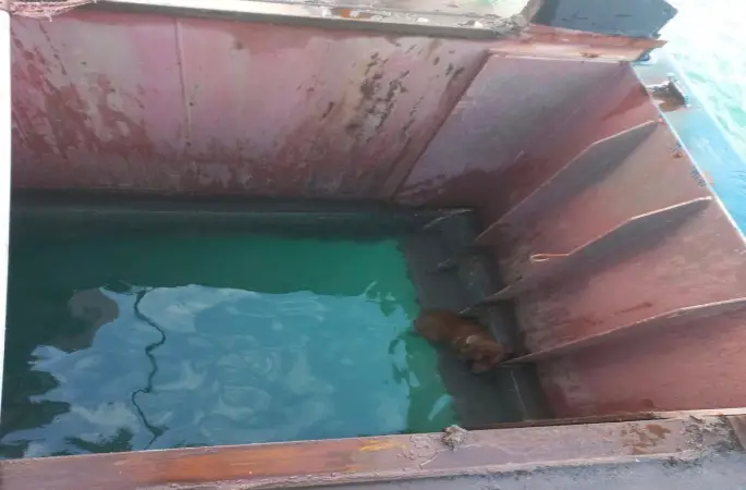 Gemiden denize düşen köpeği itfaiye kurtardı
