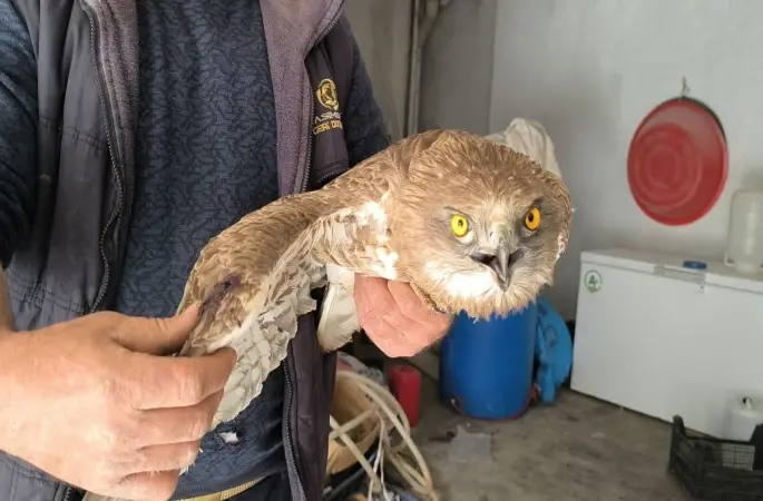 Gercüş’te yaralı kızıl şahine şefkat eli
