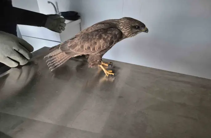 Germencik Belediyesi yaralı şahini tedavi etti
