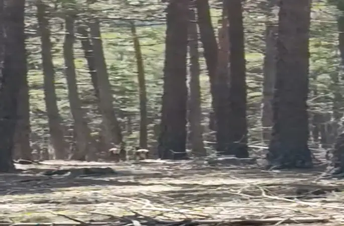 Geyik sürüsü amatör kameraya yansıdı
