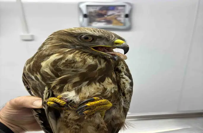 Göç yolunda yorgun düşen hayvanların yardımına köylüler yetişiyor
