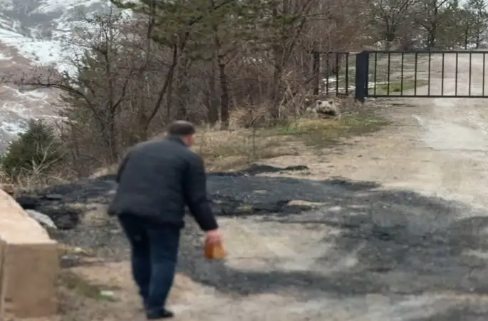 Gümüşhane’de aç kalan yavru ayıyı elleriyle beslediler
