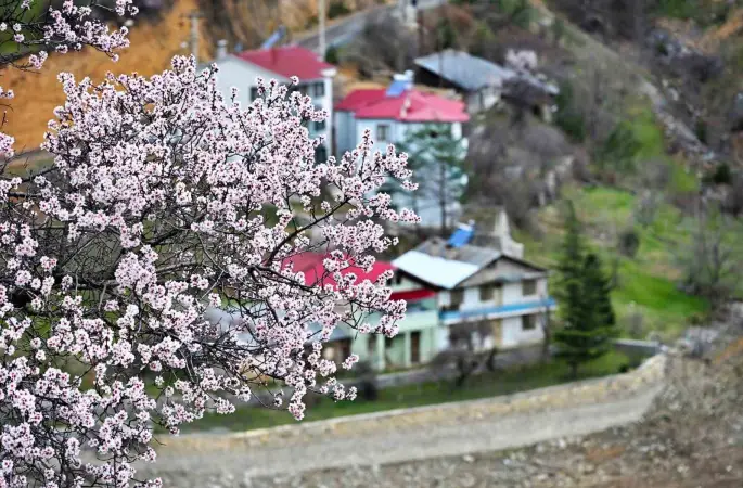 Gümüşhane’de baharın renkleri kışın beyazıyla kucaklaştı
