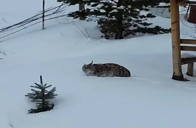 Gümüşhane’de bir evin bahçesinde vaşak görüntülendi
