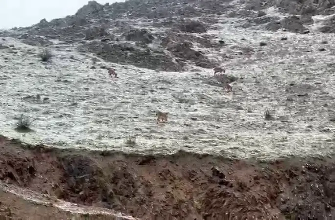 Hakkari yolunda dağ keçileri görüntülendi
