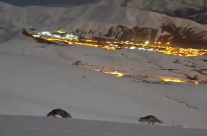 Hakkari’de masalsı şehir görüntüsü eşliğinde tilkilerin oyunu

