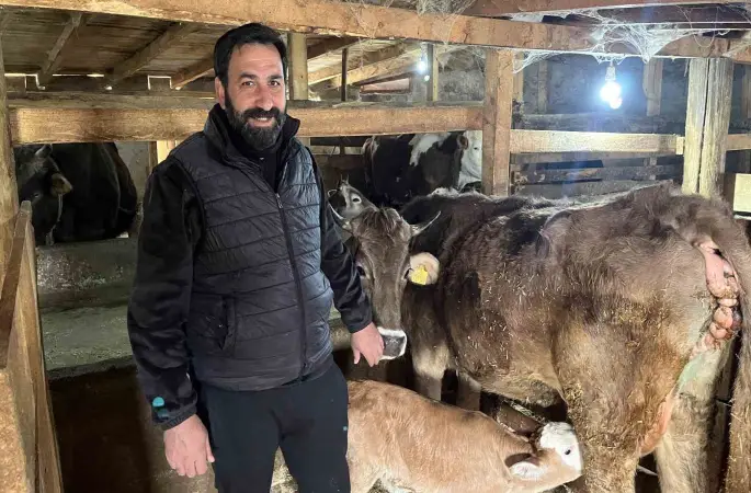 Hasta doğan buzağıları buhar makinesiyle hayatta tutuyor
