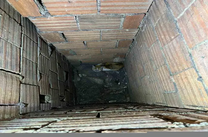 Havalandırma boşluğuna düşen kedi kurtarıldı
