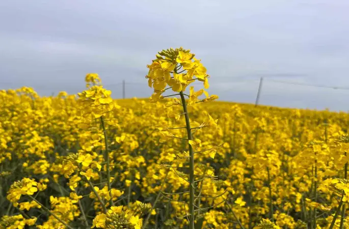 Hayrabolu’da çiçek açan ’Sarı Gelin’, rengiyle büyülüyor
