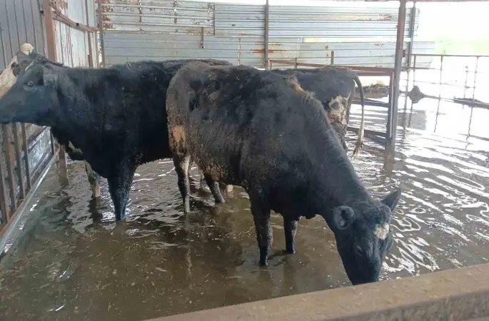 Hayvan damları sular altında kaldı, hayvanlar tahliye ediliyor
