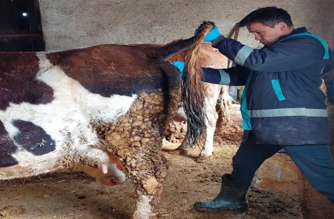 Hisarcık’ta şap hastalığı için büyükbaş hayvanlardan kan numunesi alındı
