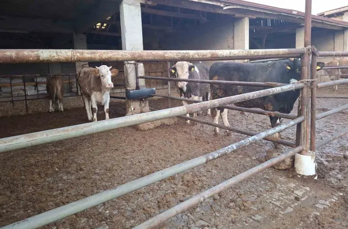 Hisarcık’ta şap karantinası kaldırıldı
