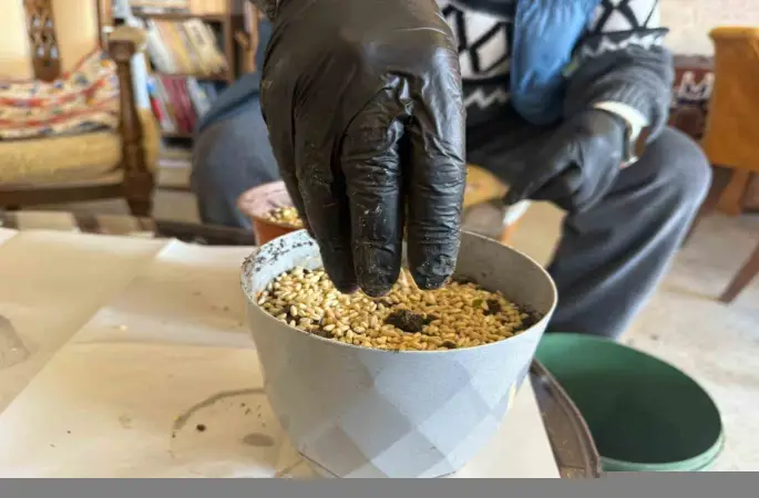 Iğdır’da Nevruz’un simgesi semeniler hazırlanmaya başlandı
