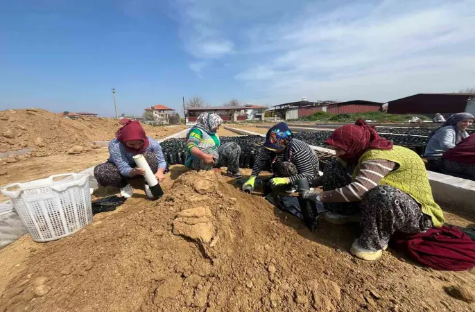 İki kardeşten üzüm fidanında büyük başarı
