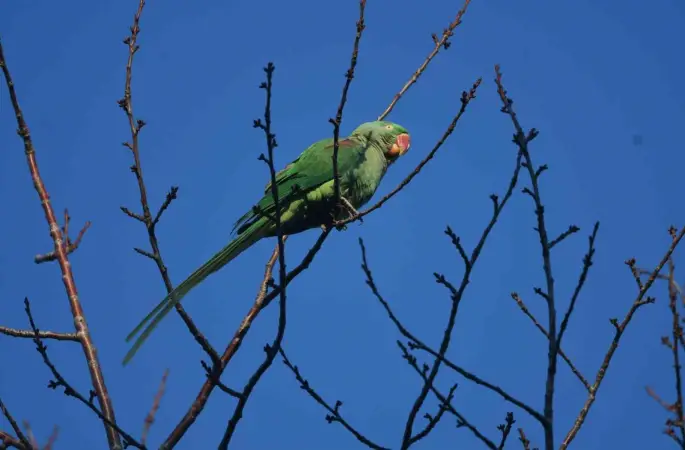 İstilacı tür İskender Papağanı Tatvan’da görüntülendi
