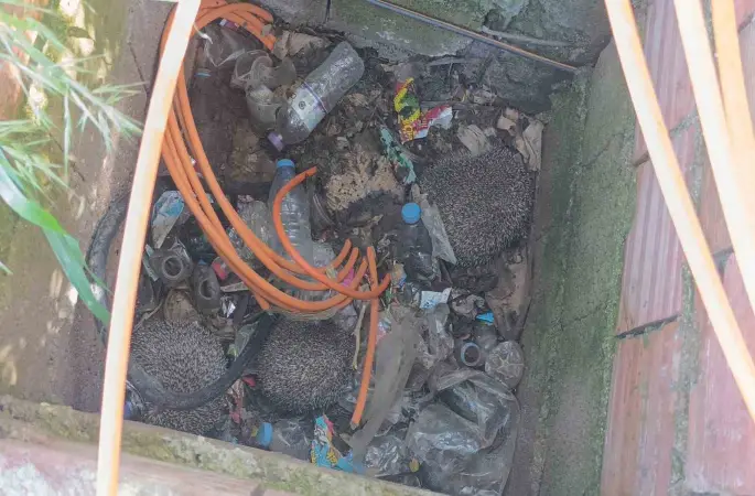 İtfaiyeden rögarda üç kirpi, bacada serçe mesaisi
