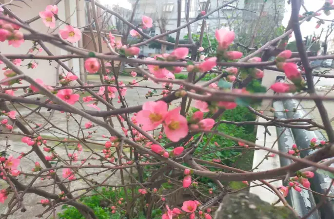 İzmir’de ayva çiçek açtı
