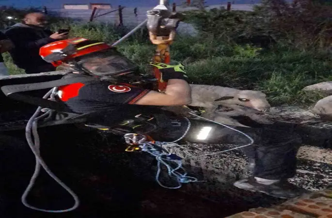 İzmir’de kuyuya düşen kuzuya itfaiyeden nefes kesen kurtarma
