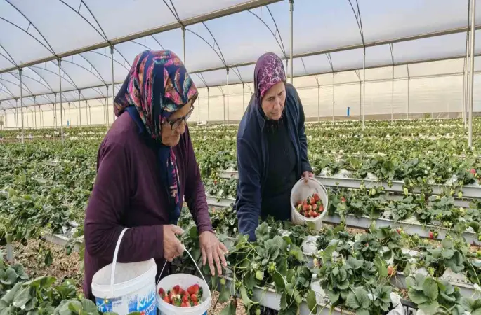 Kadınlar Gününü tarlada çalışarak kutladılar
